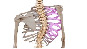 omurga-egriligi-skolyoz-patolojisi